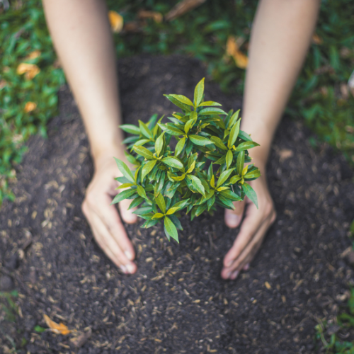 Garden Installation & Makeover