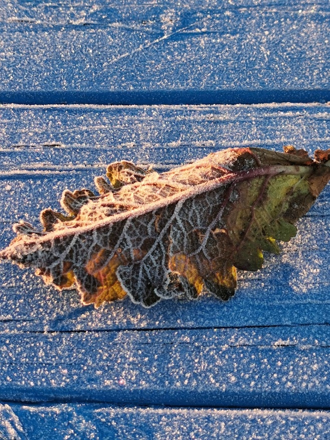 Frosted Autumn Leaf