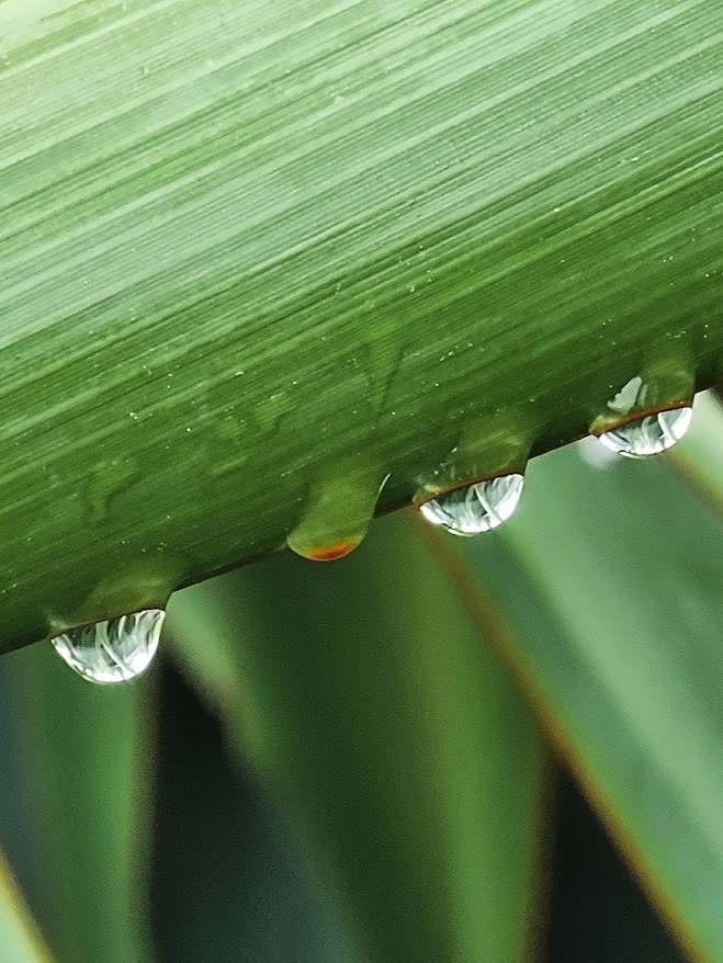 Fresh Dew on Green Leaf