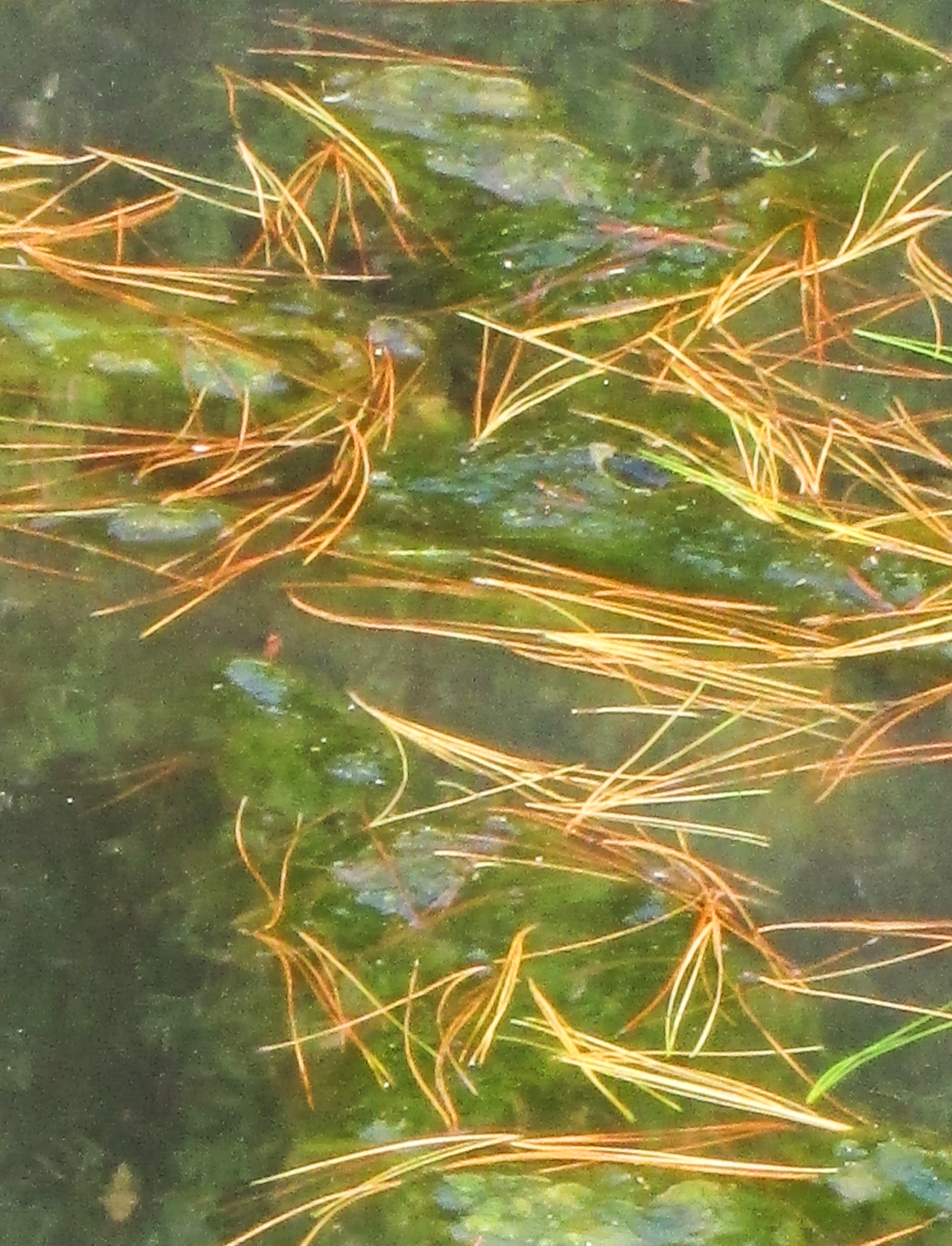 Freshwater Pond Algae