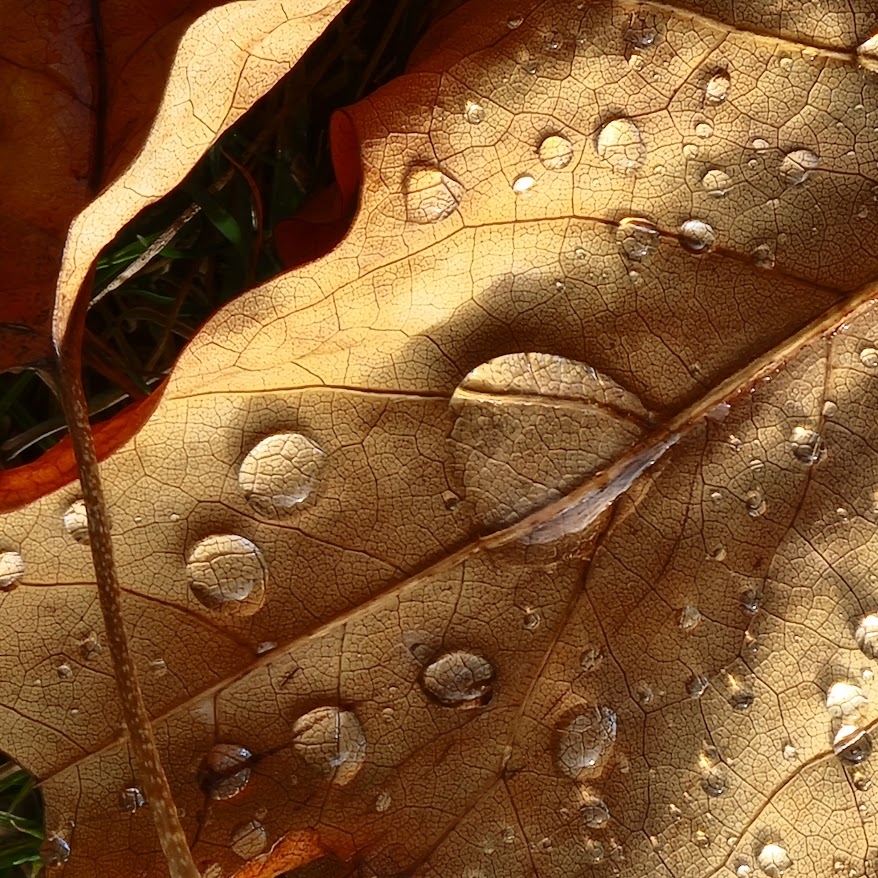 Dried Autumn Leaf