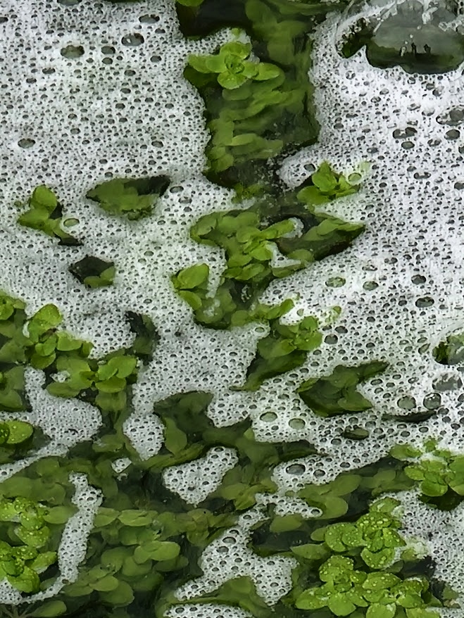 Aquatic Duckweed