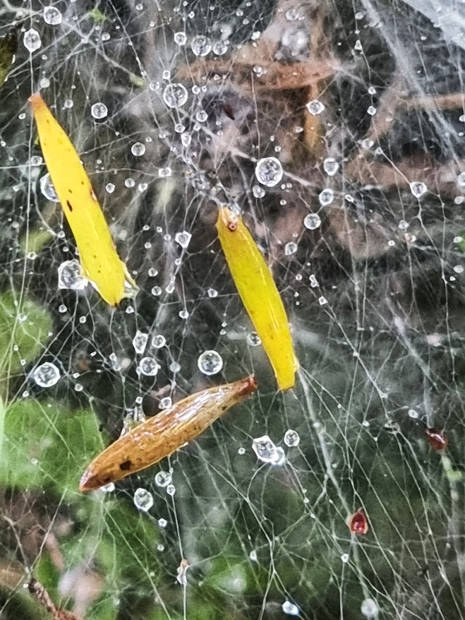 Nature’s Dew-kissed Spider Web