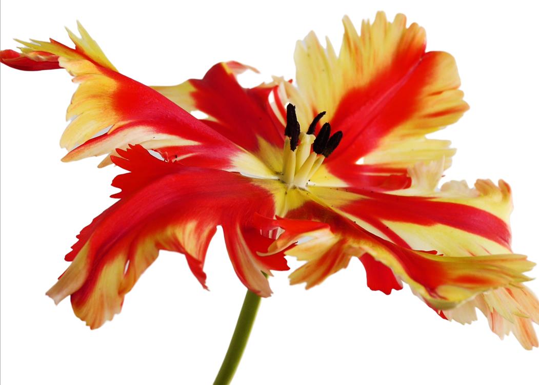 Parrot Tulip in Flight