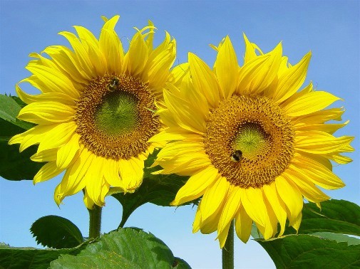 Sunflower Joy