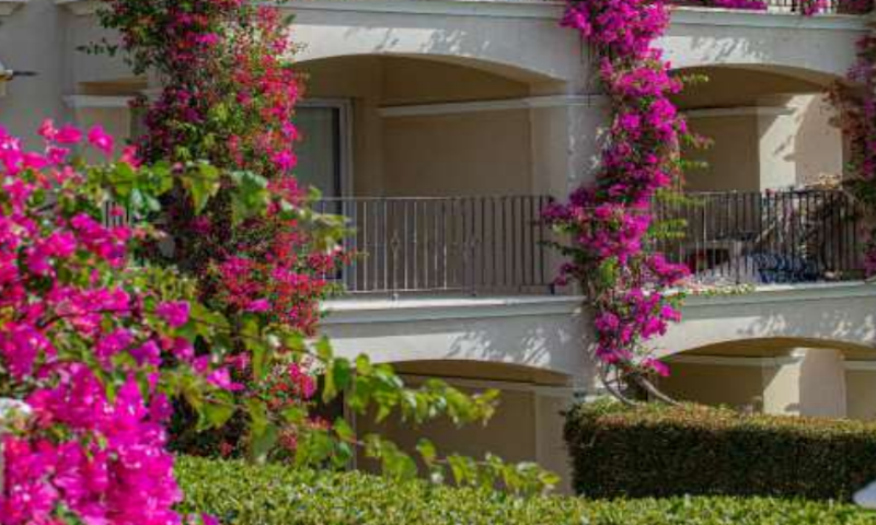 Pink Bougainvillea Plant