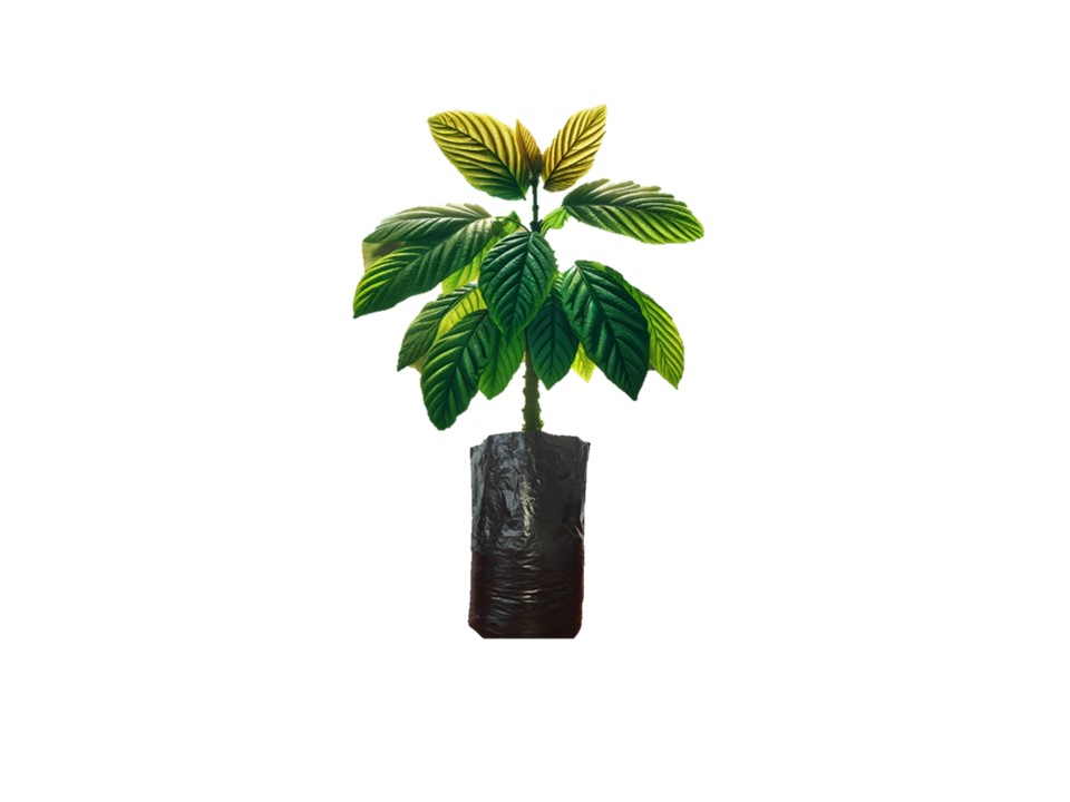 PLANTAS DE CACAO PROGRAMA XUOXIG