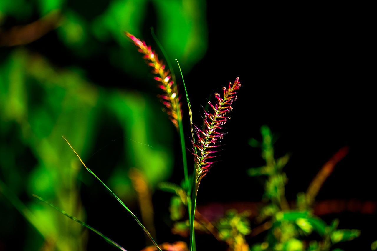 Healing Ancestral/ Past Life Trauma