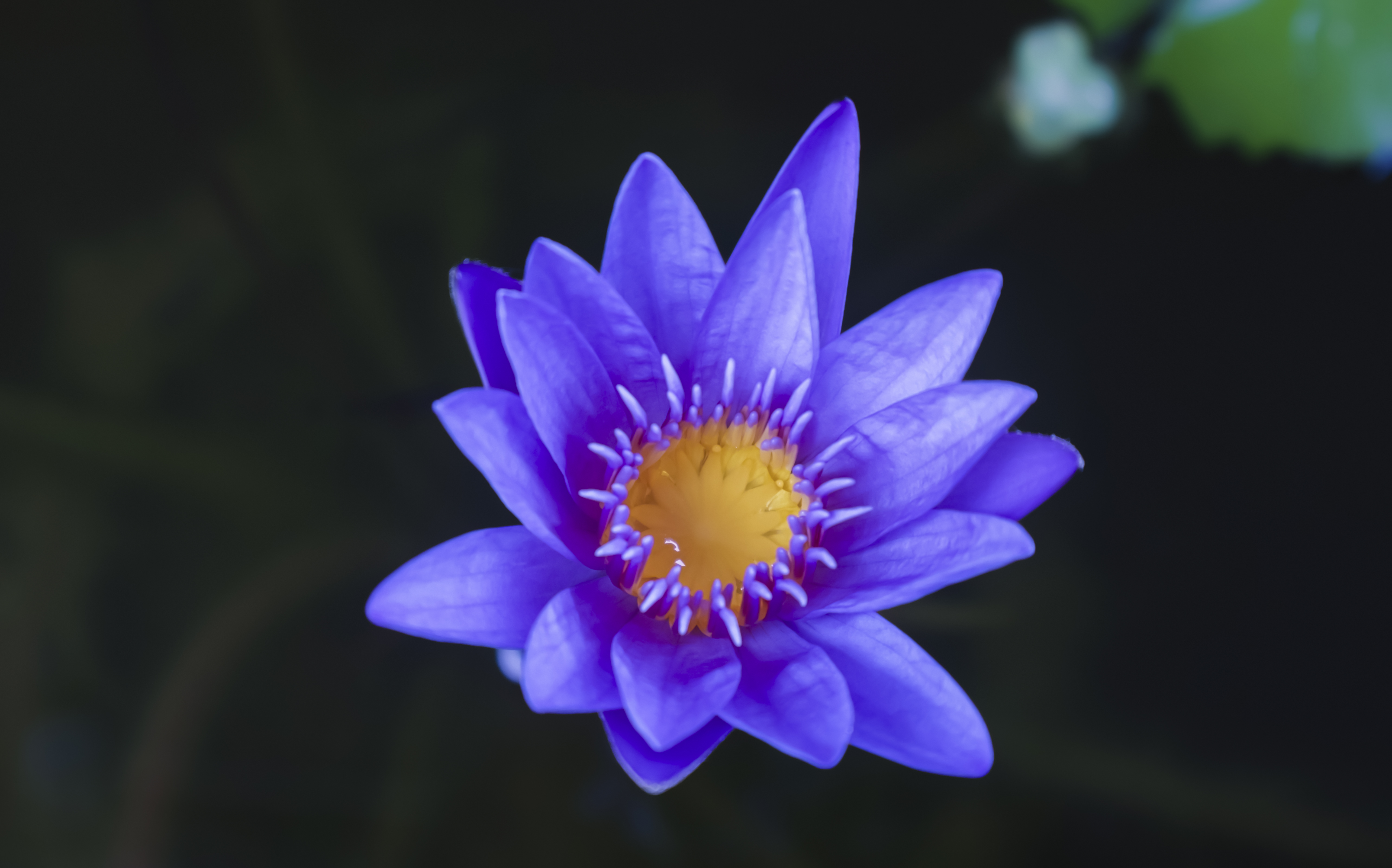 Blue Water Lily