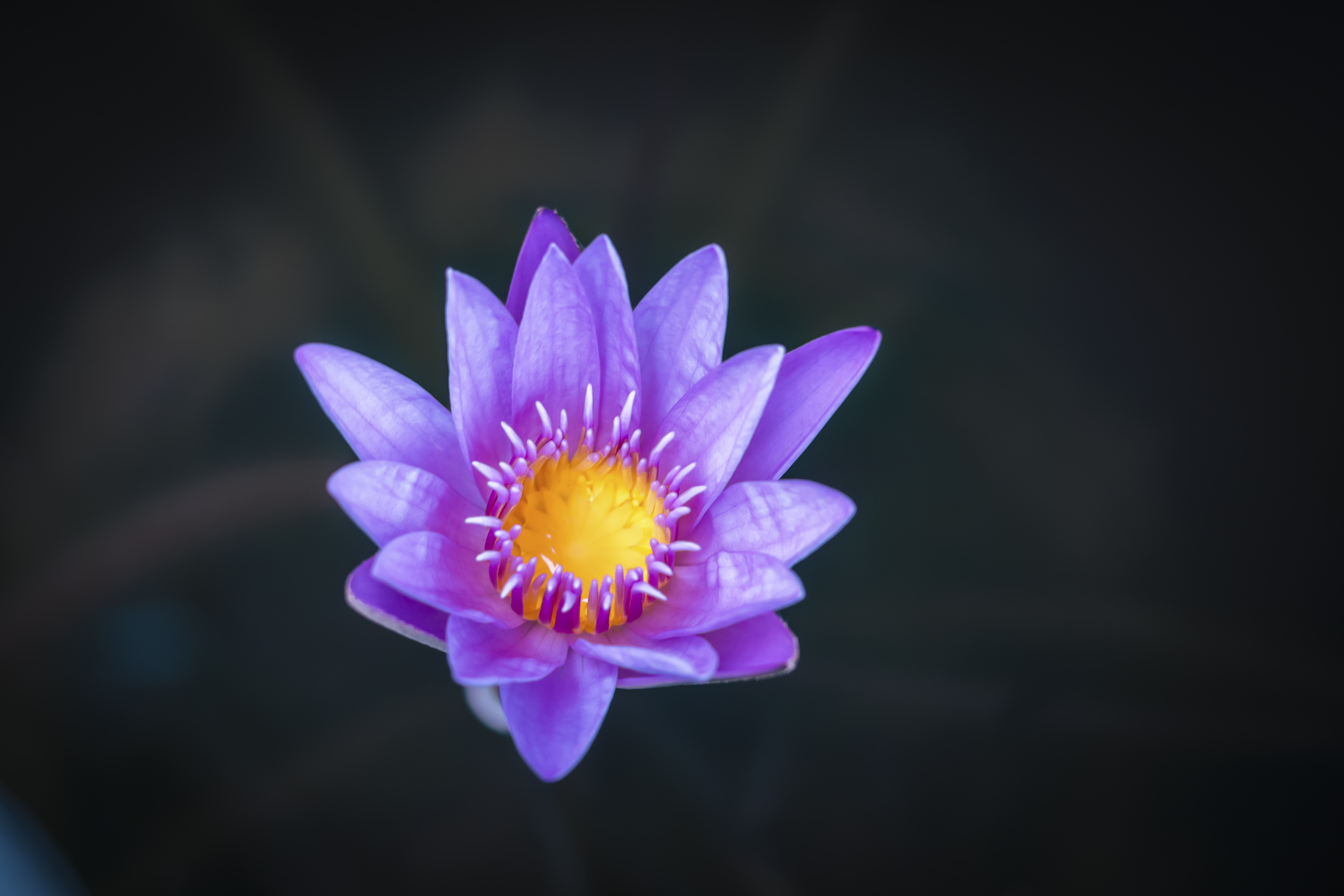 Blue Water Lily