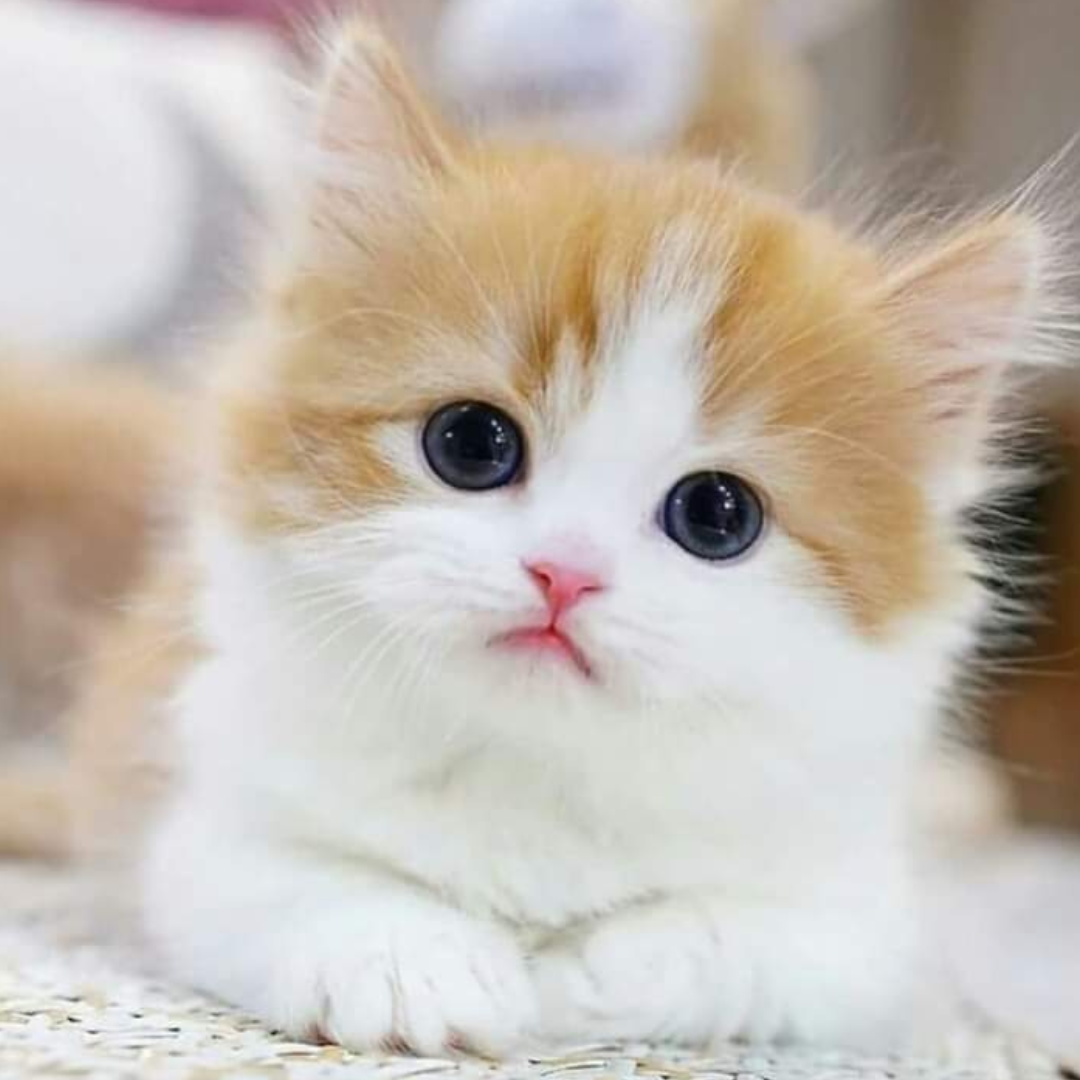 Kitten Glow (1-1.5kg)