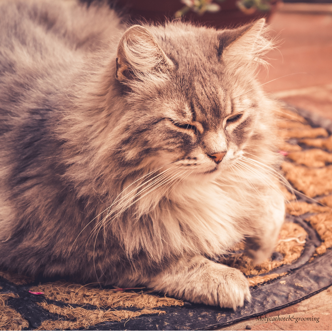 Royal Fur Spa ( Long Hair Coat)