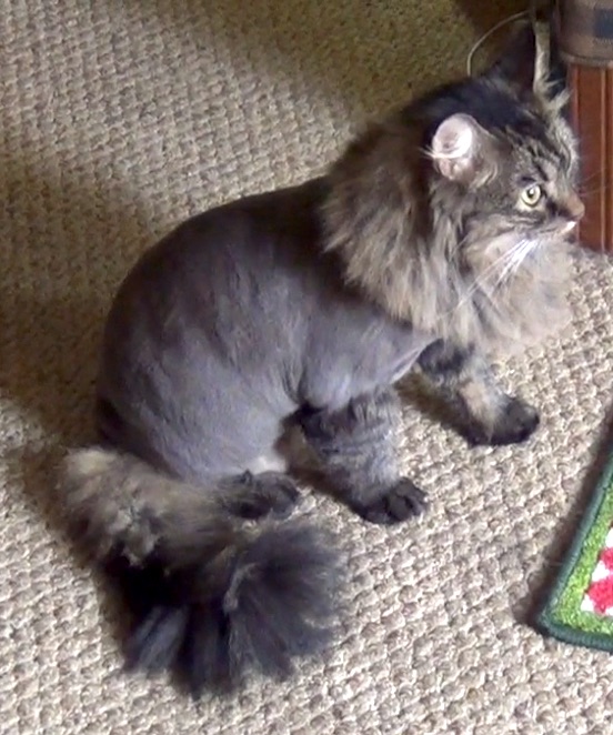 Lion Cut Package