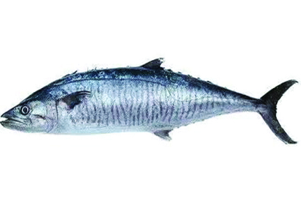 Fresh Vanjiram full Fish