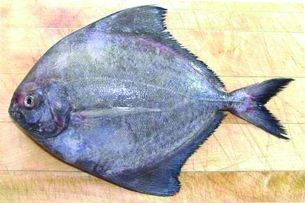 Fresh black Pomfret Fish