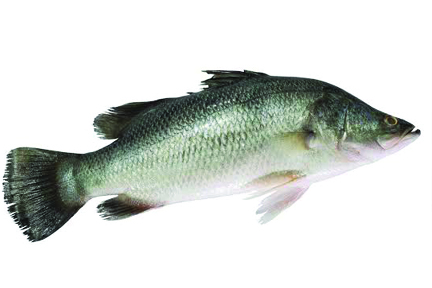 Fresh koduva Fish