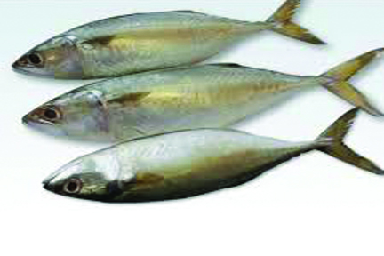 Fresh Mackerel Fish