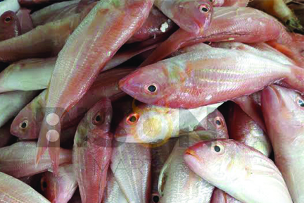 Fresh Red Snapper Fish