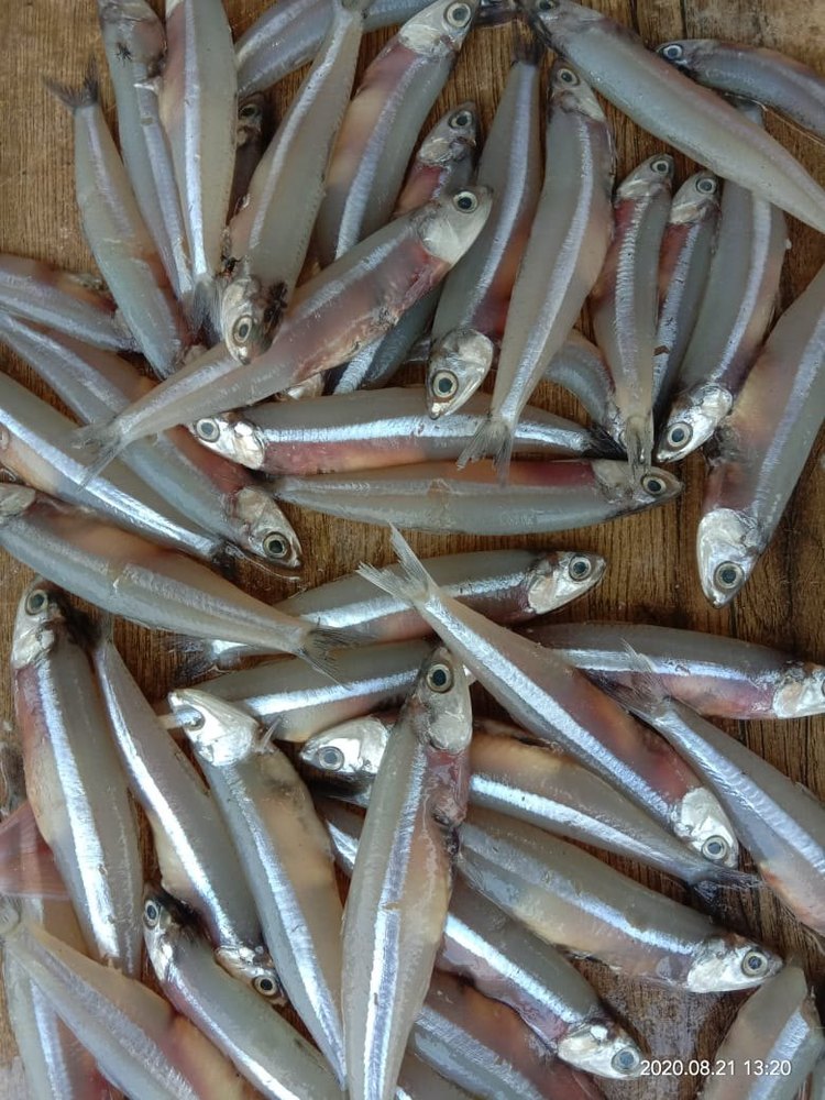 Fresh Anchovies
