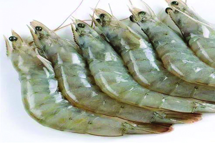 FRESH SEA PRAWN & SEA WHITE PRAWN