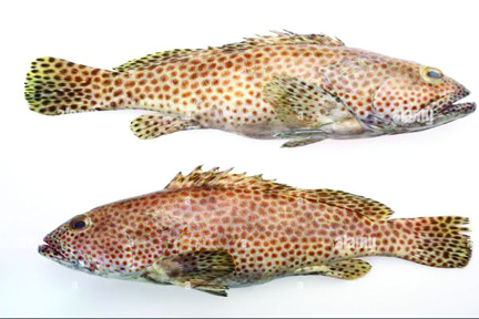Fresh Spotted Grouper Fish