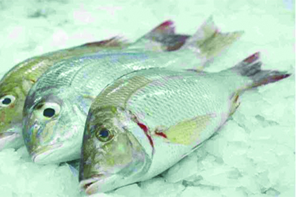 VILAI MEEN (EMPERER FISH)