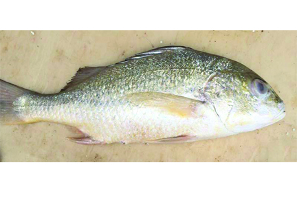 Fresh KORUKKAI KODUVA