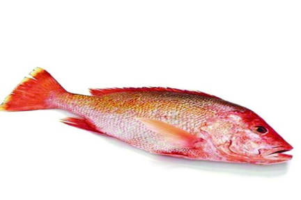 Big Red Snapper