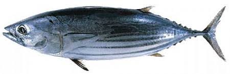 Fresh TUNA
