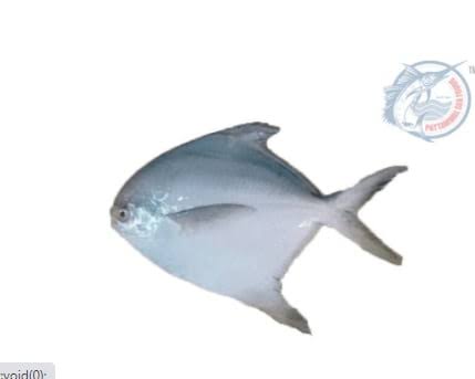 Fresh SILVER Pomfret Fish