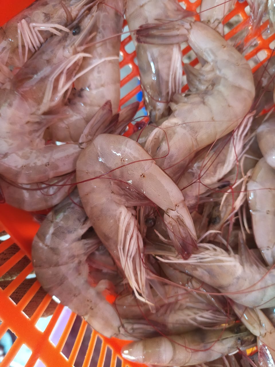 SEA PRAWN