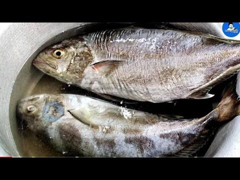 MUSAL PAARAI (MAAMIYAA PAARAI)