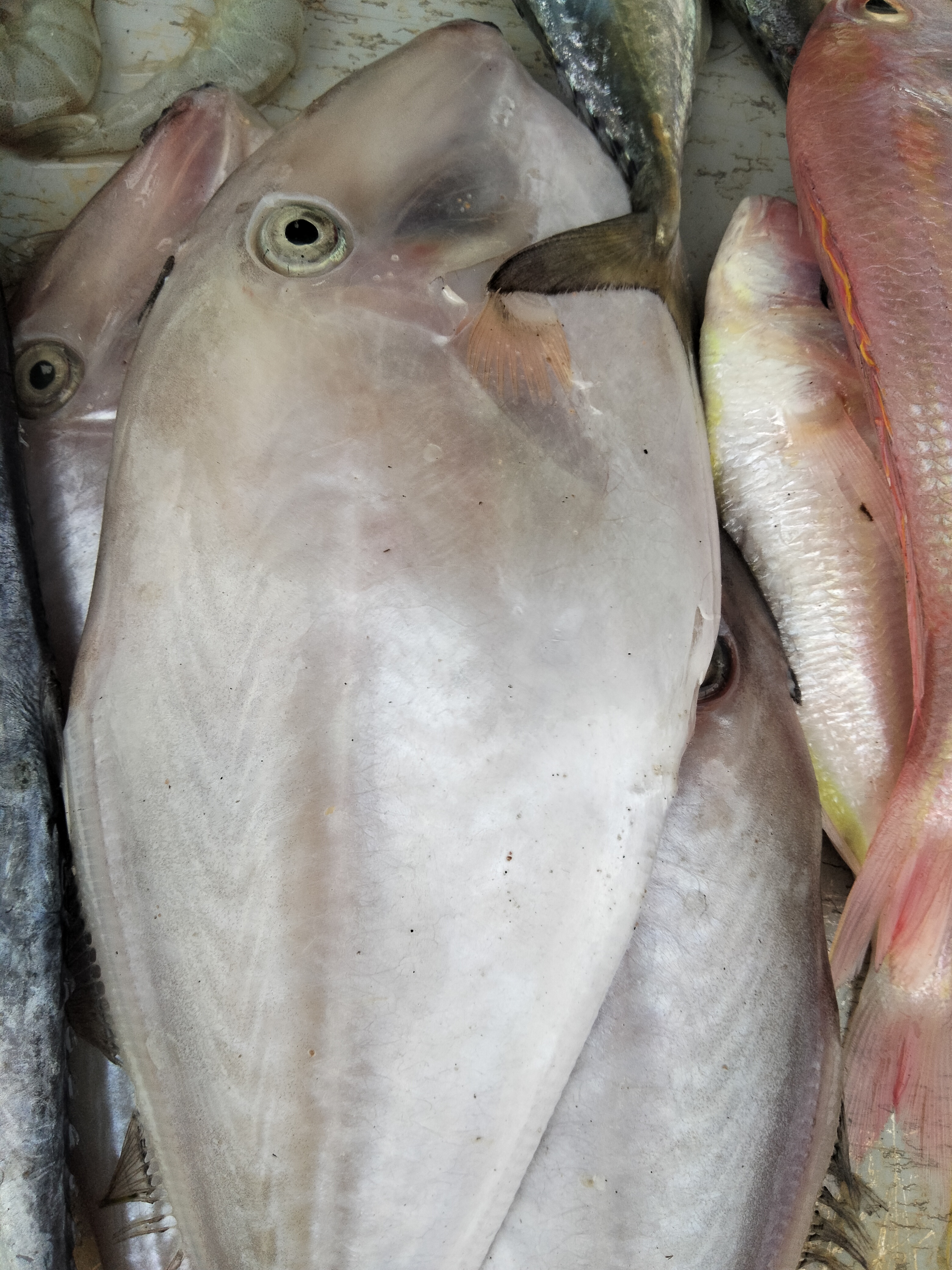 Fresh Leatherjacket Fish