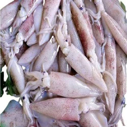 Fresh Squid