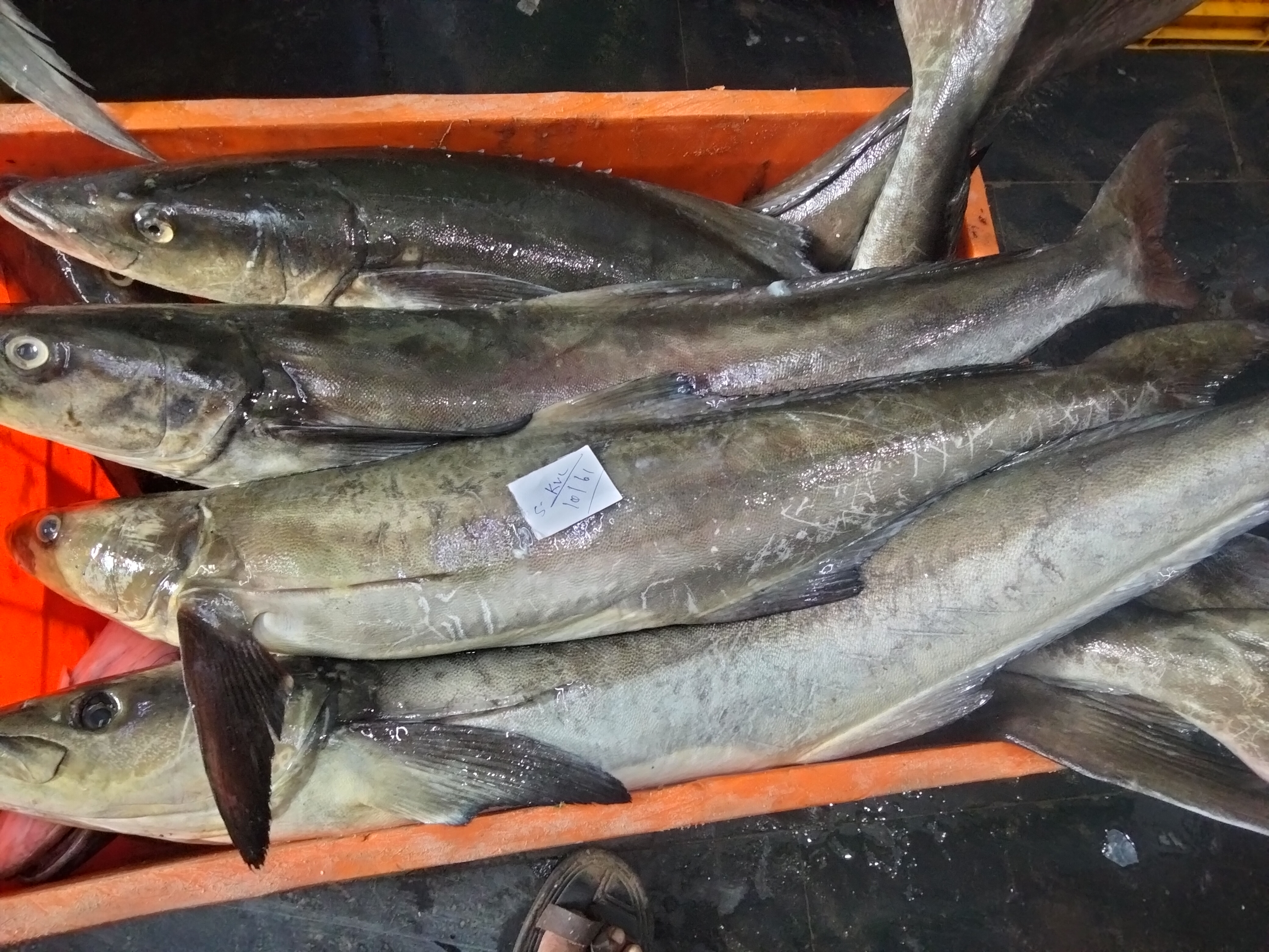 Fresh Cobia Fish