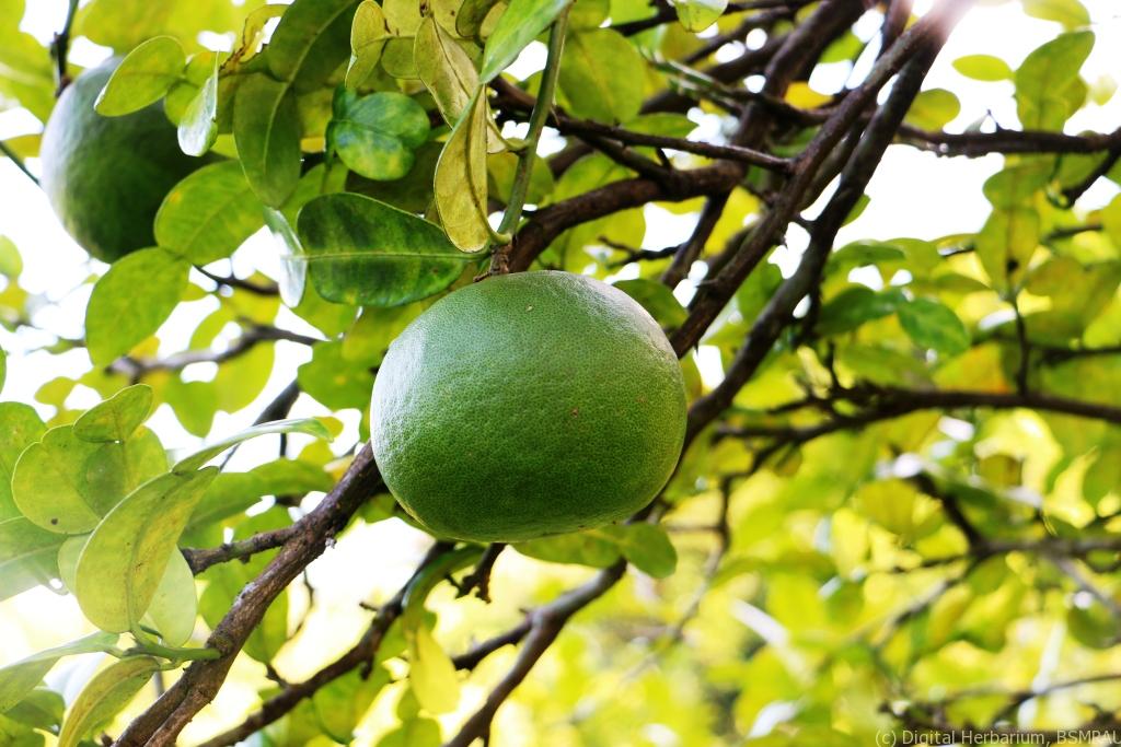 Nicobena Satkara Hot Pickle 220g