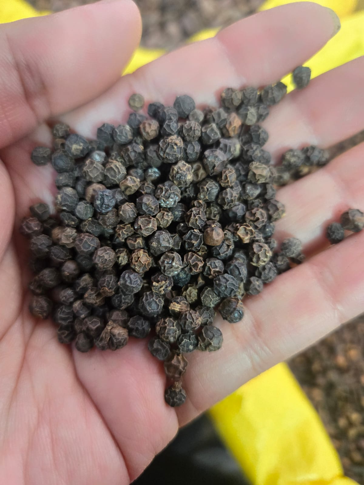 Fresco Four Spice Blend