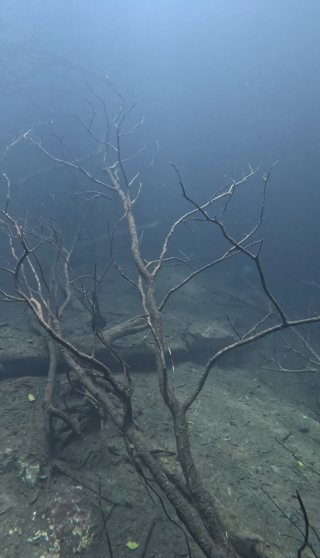 Explora Cenotes en Scuba