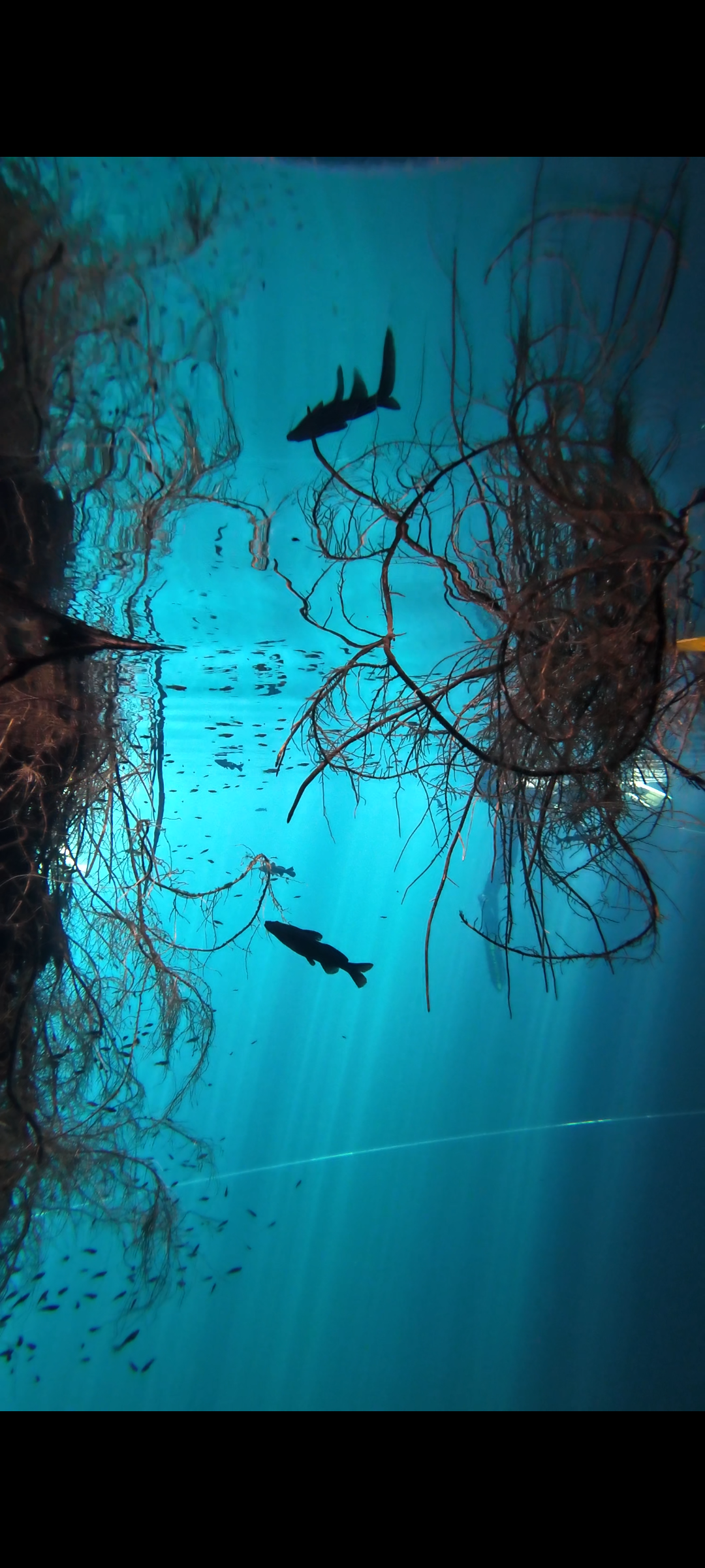 Curso Open Water Scuba