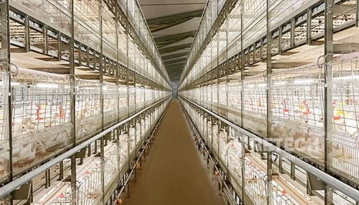 Kandang Ayam Broiler Sistem Koloni Full Otomatis (klik di sini untuk informasi lebih lanjut)