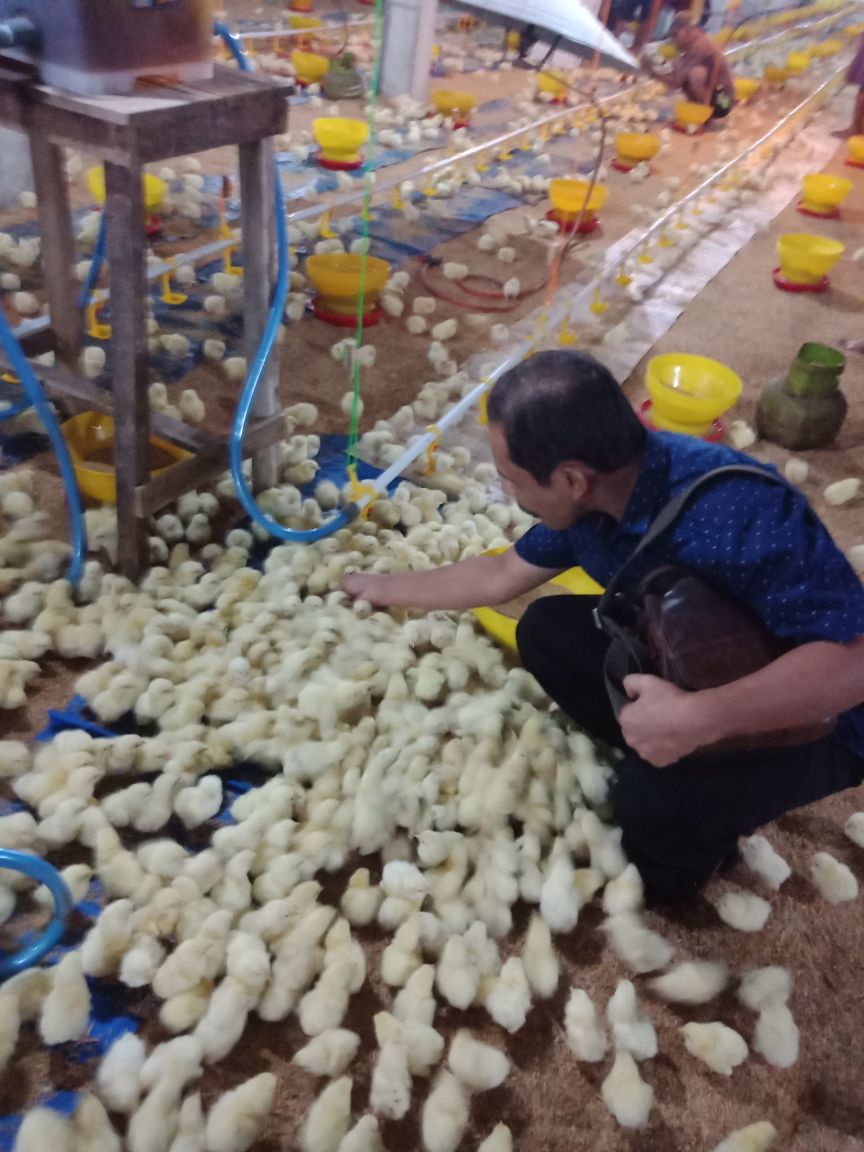 Jasa Konsultan Peternakan Ayam (Klik disni untuk informasi lebih lanjut)