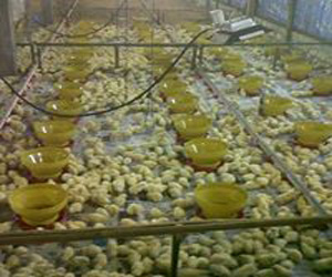 Infra Red Gas Broder (Gasolec) klik disini untuk informasi lebih lanjut