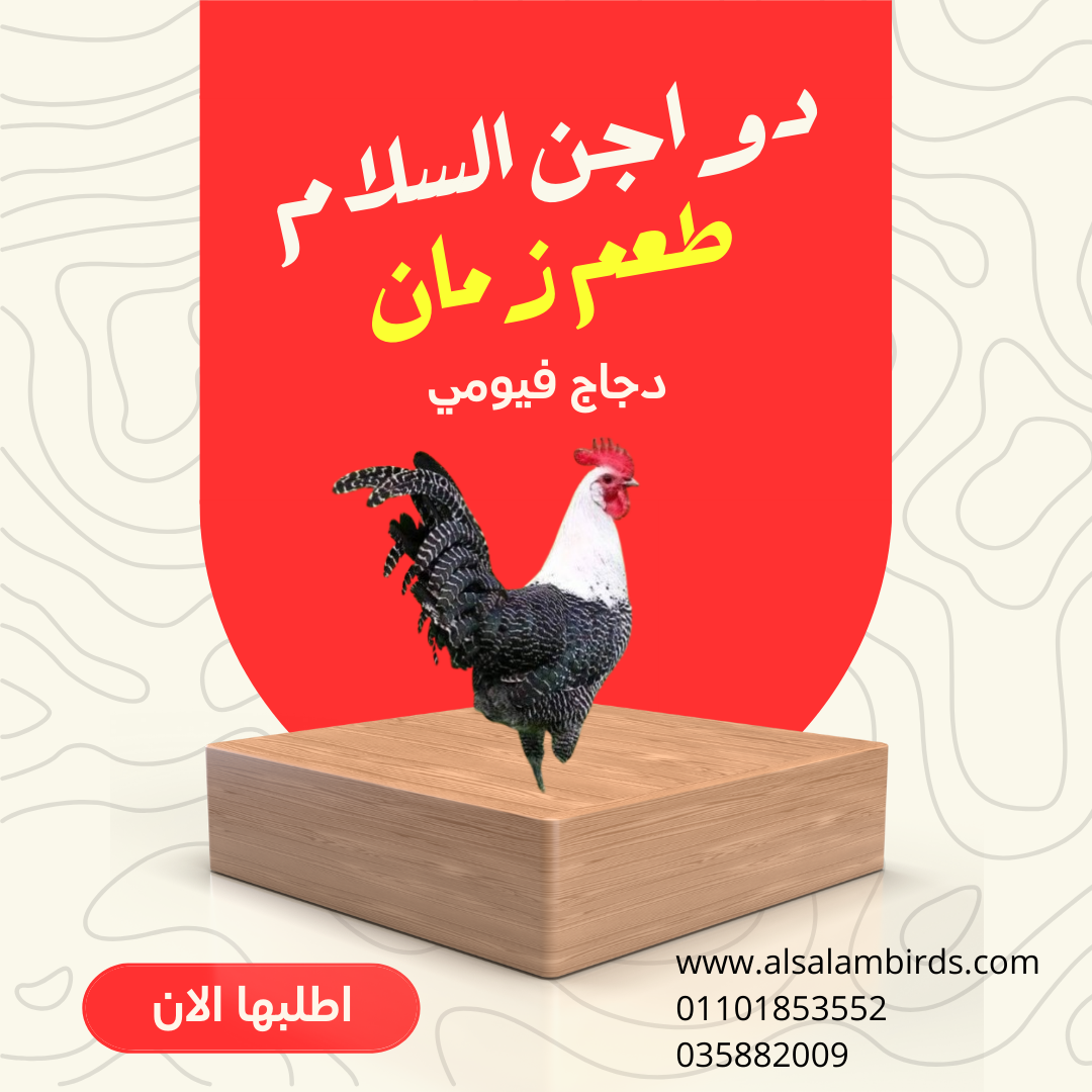 دجاج فيومي