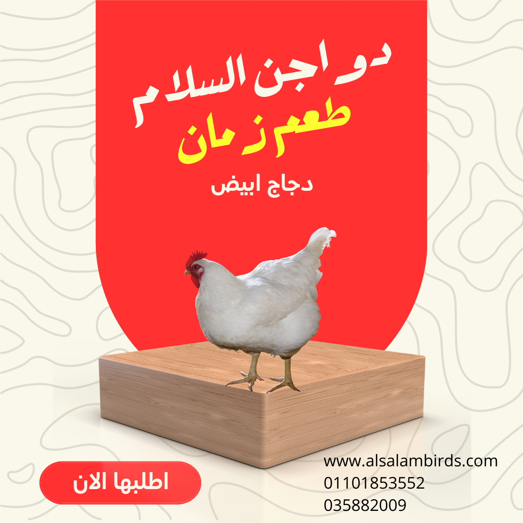 دجاج أبيض