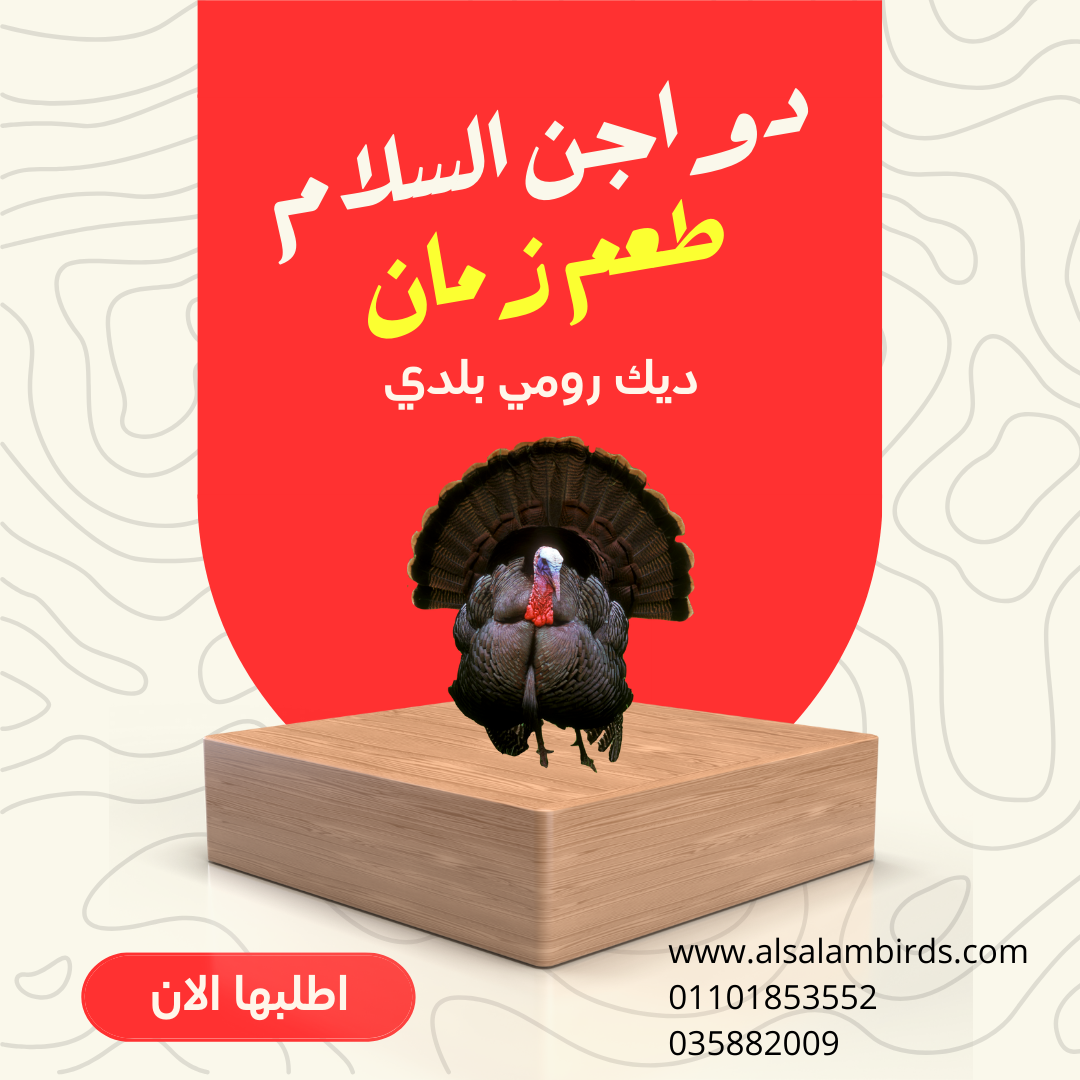 ديك رومي بلدي