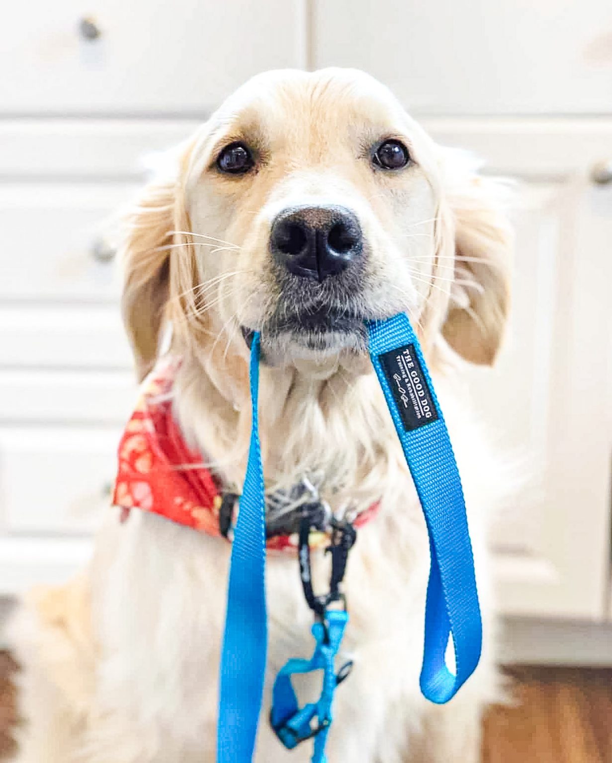 The Good Dog’s Ultimate Leash