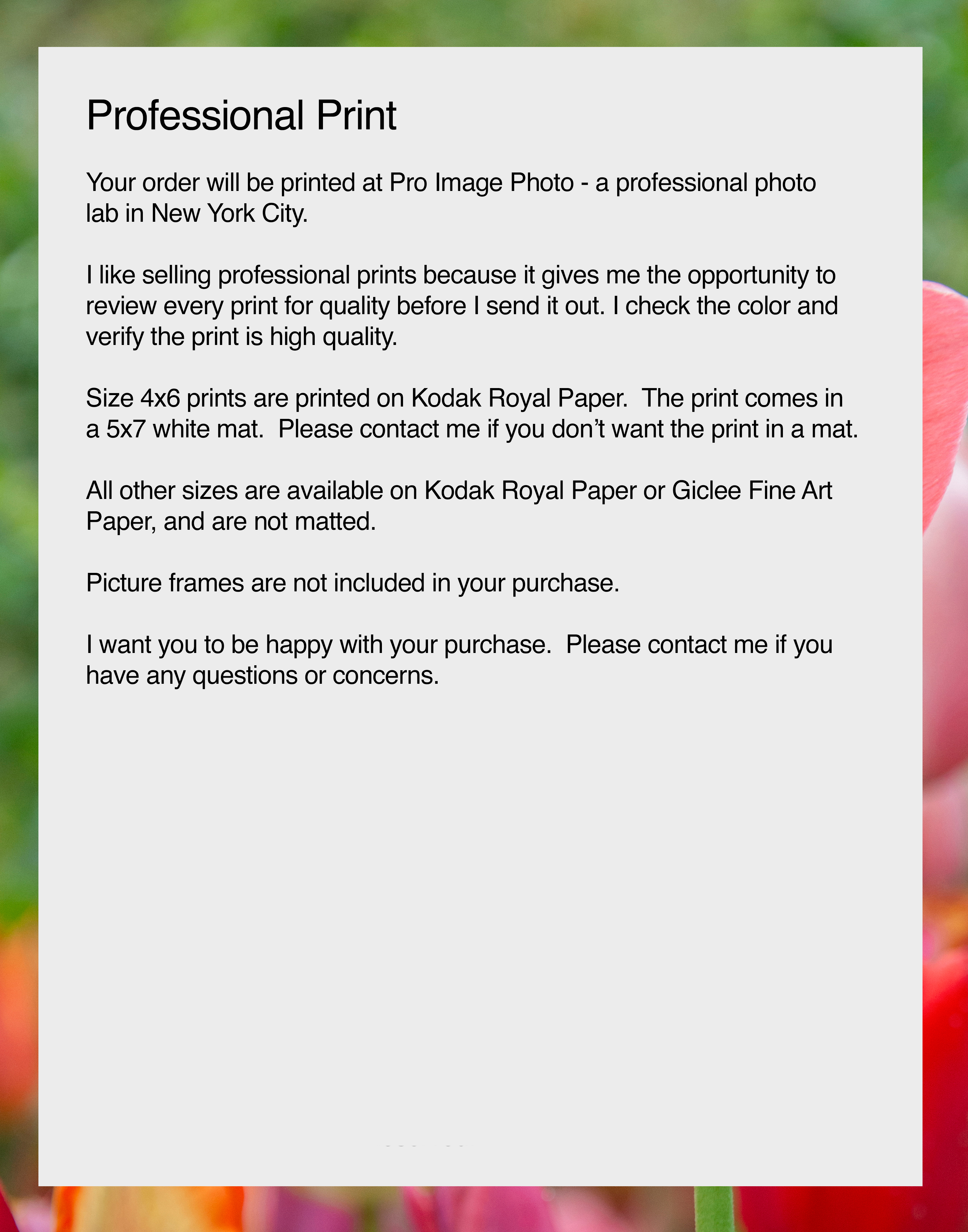 Vibrant Tulips in the Park, Professional Print, Tulips Flower Photo, Flower Print, Floral Wall Art, Floral Décor, Nature Photo