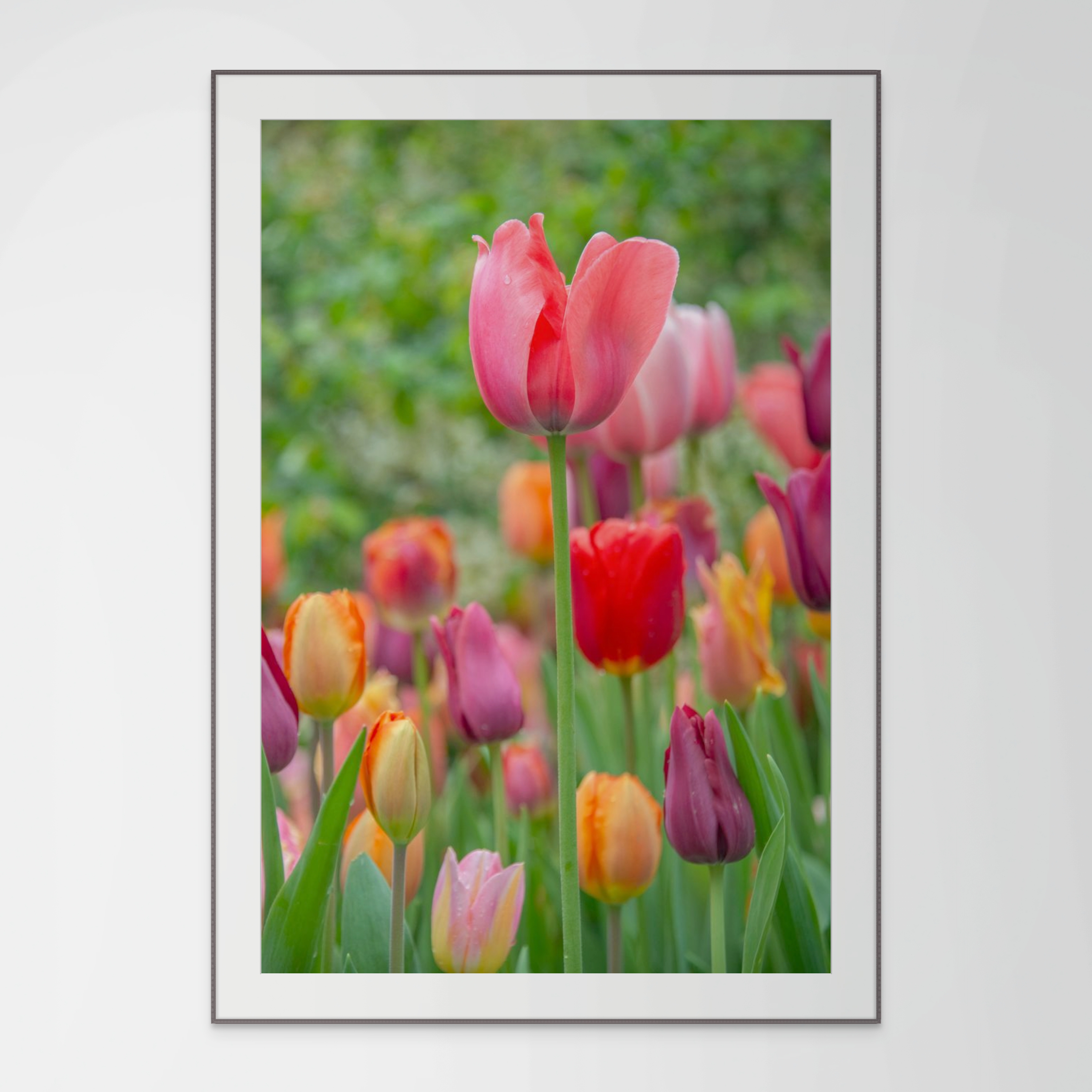 Vibrant Tulips in the Park, Professional Print, Tulips Flower Photo, Flower Print, Floral Wall Art, Floral Décor, Nature Photo