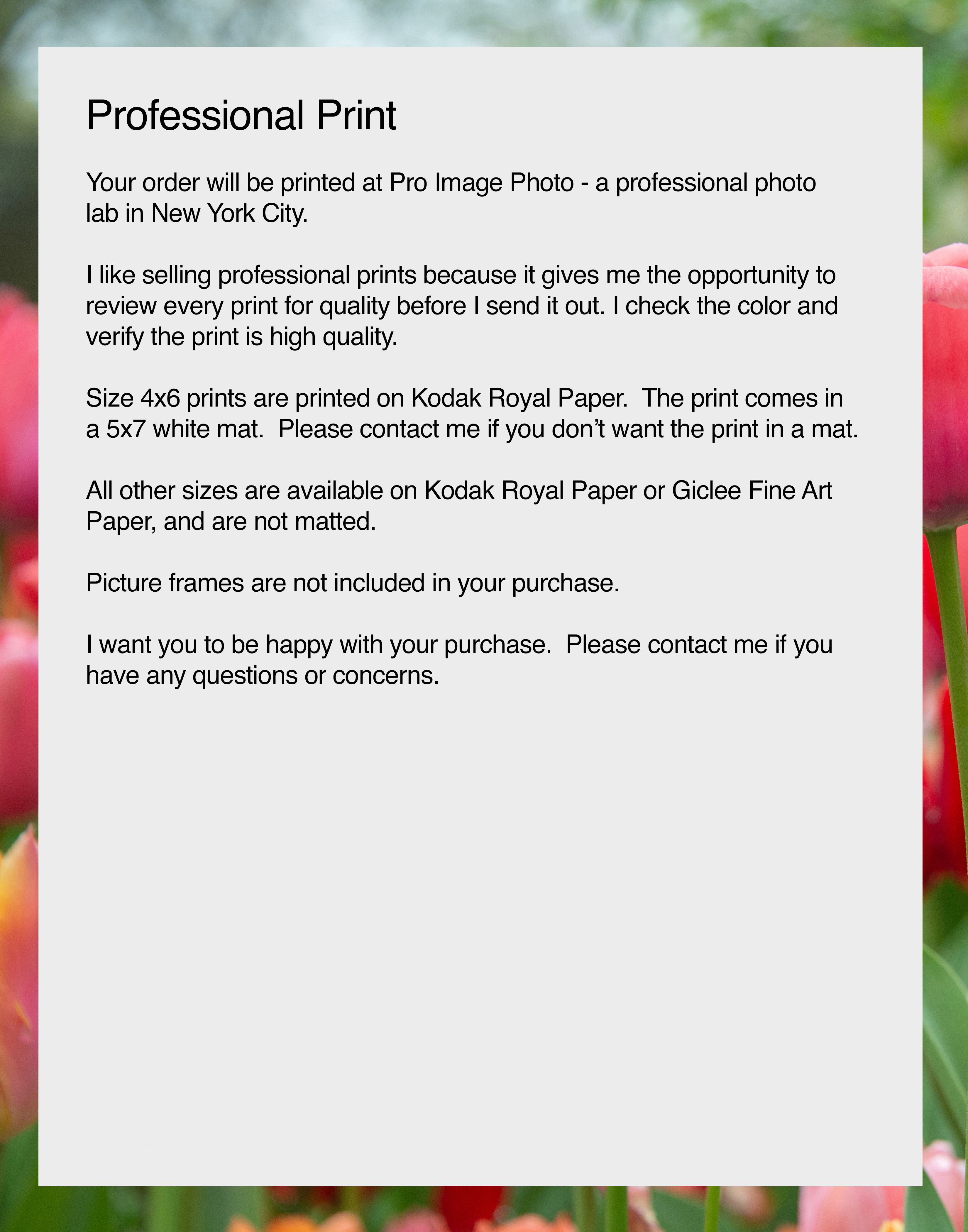 Towering Tulips, Flower Photography