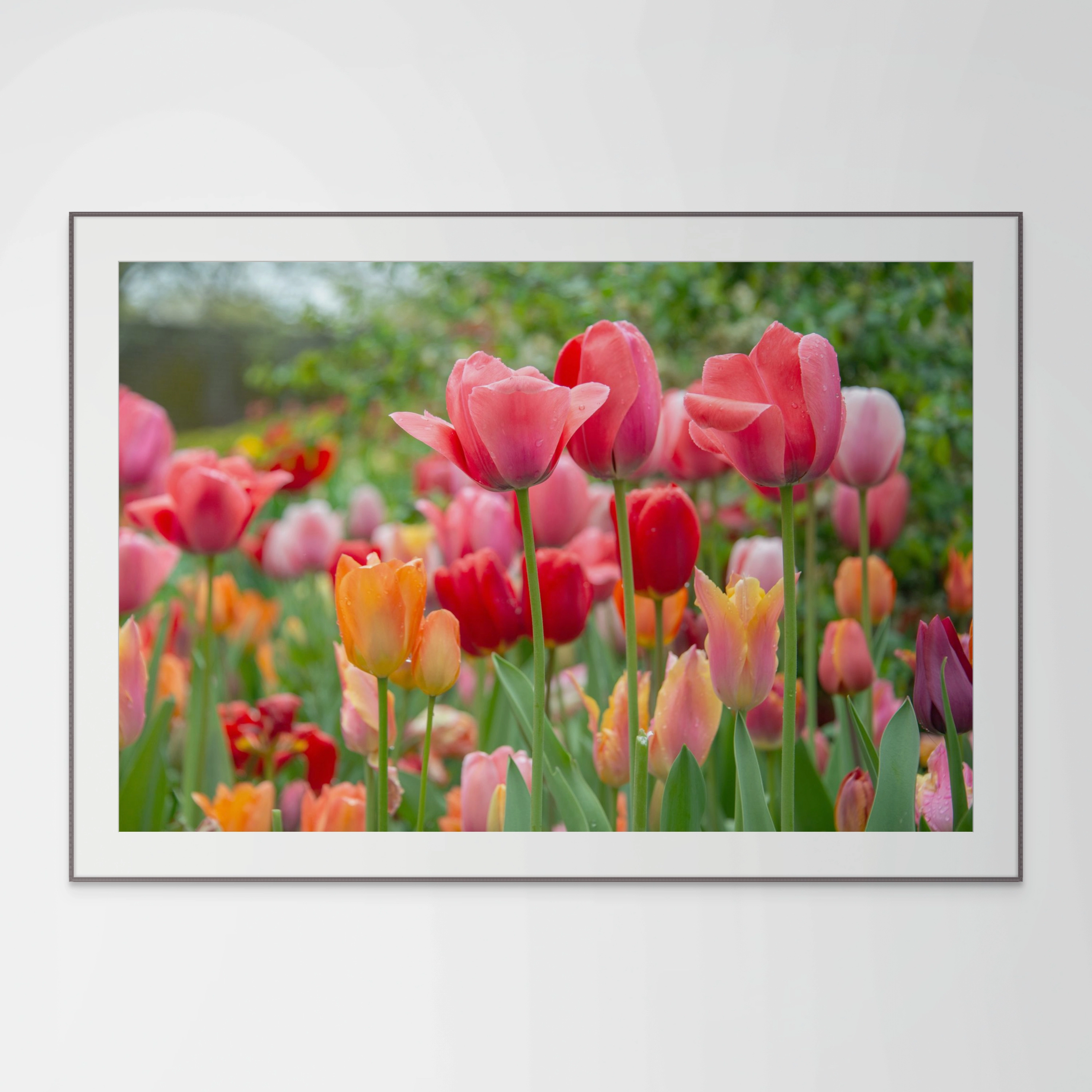 Towering Tulips, Flower Photography